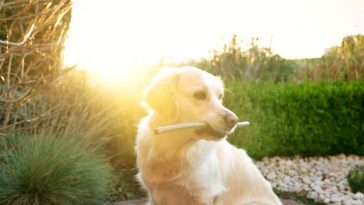 Golden Retriever Fun Facts - Golden Retriever