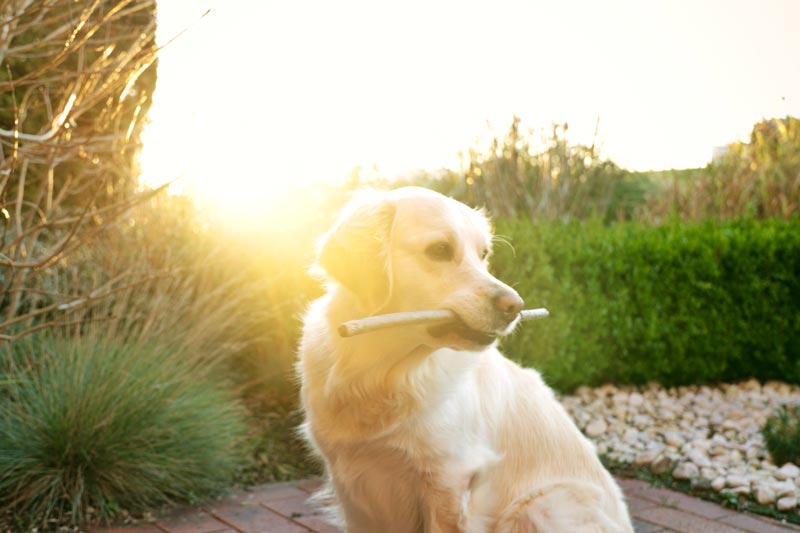 Golden Retriever Fun Facts - Golden Retriever