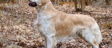 The History and Origin of the Golden Retrievers - Golden Retriever