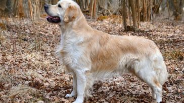 The History and Origin of the Golden Retrievers - Golden Retriever