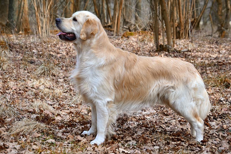 The History and Origin of the Golden Retrievers - Golden Retriever