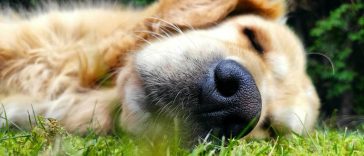Crazy Facts About Golden Retriever Lifespan - Golden Retriever