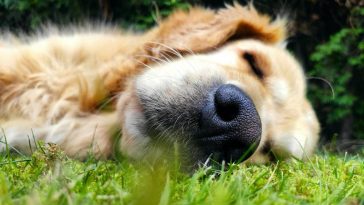 Crazy Facts About Golden Retriever Lifespan - Golden Retriever