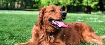 Golden Retriever Lifestyle - BaroTube, Floating Video Player