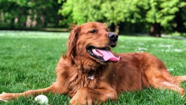 Golden Retriever Lifestyle - BaroTube, Floating Video Player