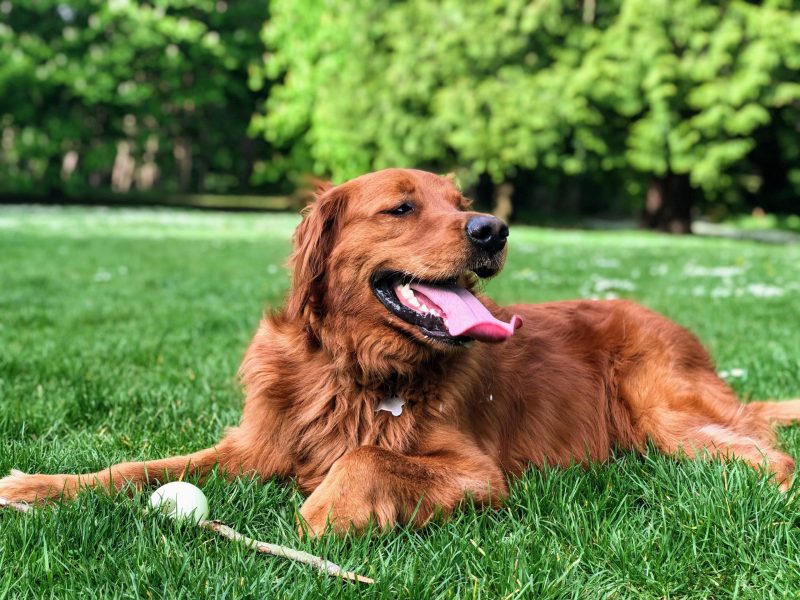 Golden Retriever Lifestyle - BaroTube, Floating Video Player