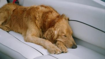 Health and Common Issues of golden retrievers - Golden Retriever