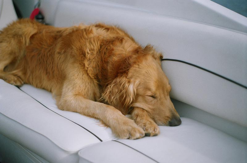 Health and Common Issues of golden retrievers - Golden Retriever