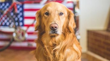 BEST FAMILY DOG BREEDS GOLDEN RETRIEVER - Golden Retriever