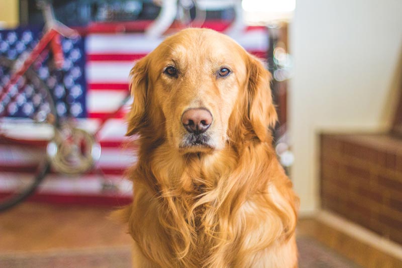 BEST FAMILY DOG BREEDS GOLDEN RETRIEVER - Golden Retriever
