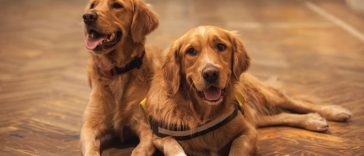 Golden Retriever Nutrition and Feeding - Golden Retriever