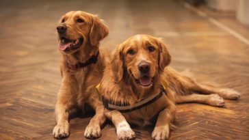 Golden Retriever Nutrition and Feeding - Golden Retriever