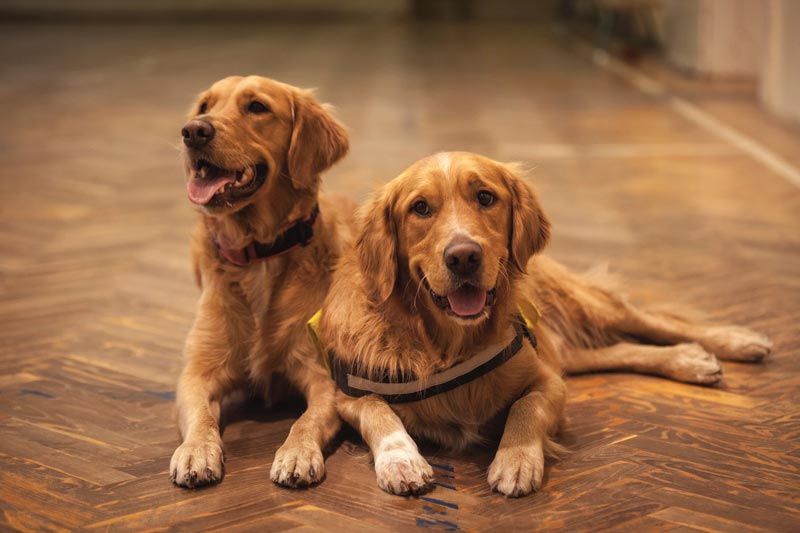 Golden Retriever Nutrition and Feeding - Golden Retriever