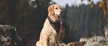 Top Tips for Training Your Golden Retriever - Golden Retriever
