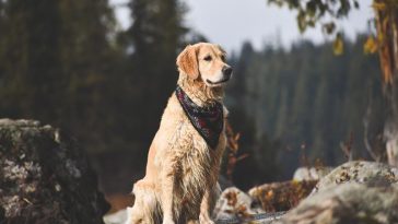 Top Tips for Training Your Golden Retriever - Golden Retriever