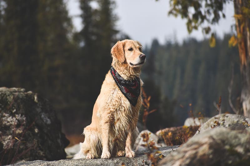 Top Tips for Training Your Golden Retriever - Golden Retriever