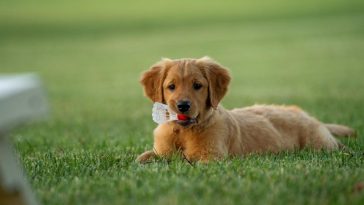 Exercise Needs of Golden Retriever - Nova Scotia Duck Tolling Retriever