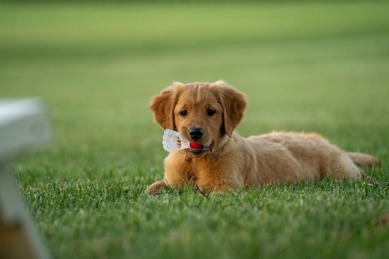Exercise Needs of Golden Retriever - Nova Scotia Duck Tolling Retriever
