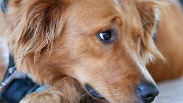 Golden Retriever Care - Golden Retriever