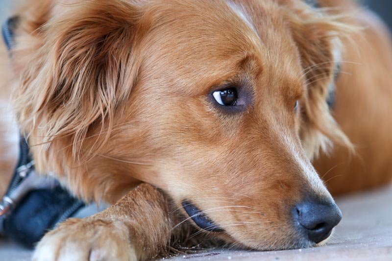 Golden Retriever Care - Golden Retriever