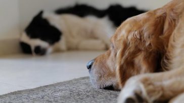 How much space does a golden retriever need? - English Cocker Spaniel