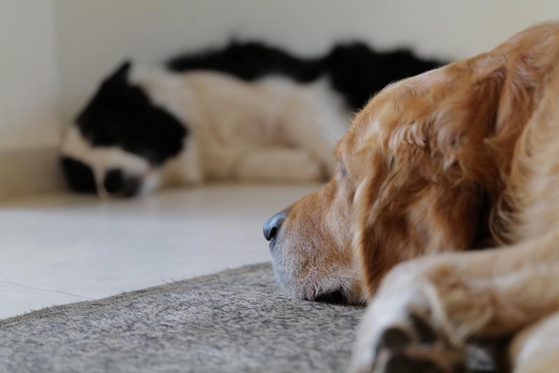 How much space does a golden retriever need? - English Cocker Spaniel