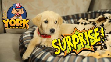 Golden Retriever Puppy Birthday SURPRISE! - Golden Retriever