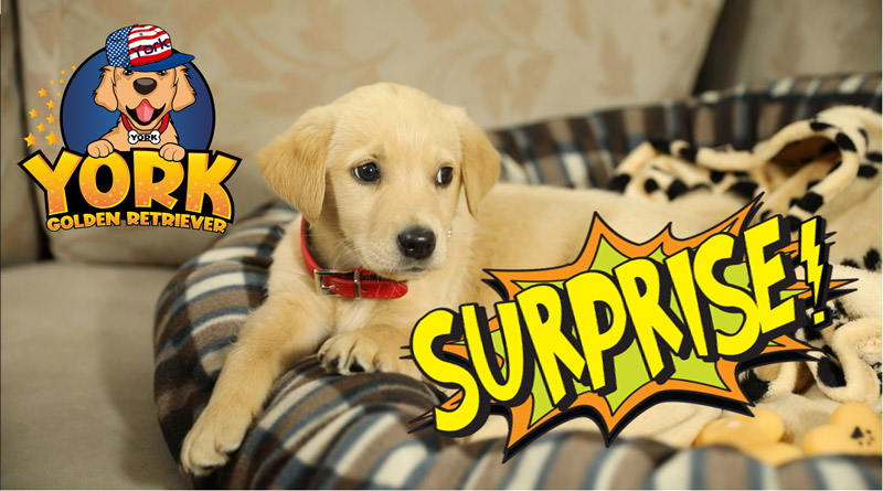 Golden Retriever Puppy Birthday SURPRISE! - Golden Retriever