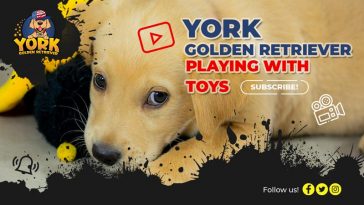 York Golden Retriever Playing with Toys... - Golden Retriever