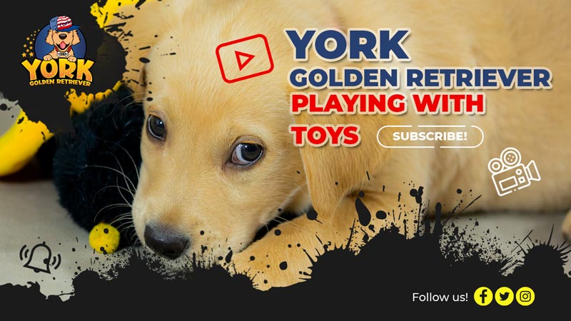 York Golden Retriever Playing with Toys... - Golden Retriever