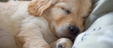 Bedding for Your Golden Retriever - Golden Retriever