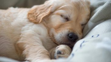 Bedding for Your Golden Retriever - Golden Retriever