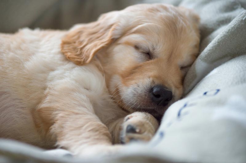 Bedding for Your Golden Retriever - Golden Retriever