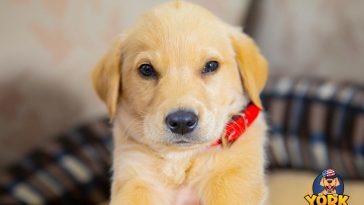 York The Golden Retriever - Golden Retriever