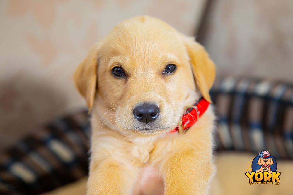 York The Golden Retriever - Golden Retriever