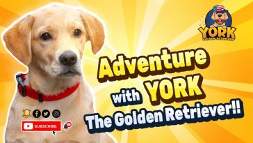 Adventure With York The Golden Retriever