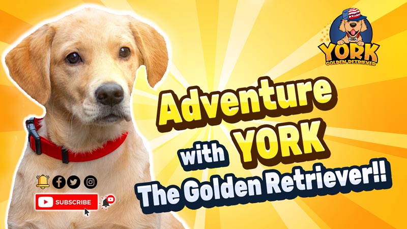 Adventure With York The Golden Retriever