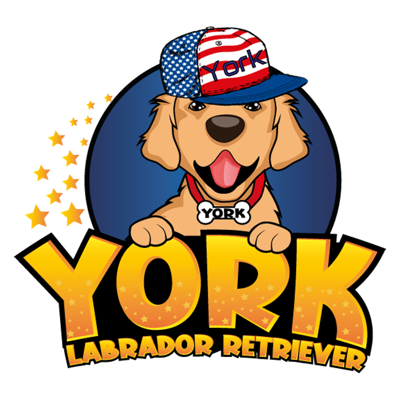 YORK Labrador Retriever